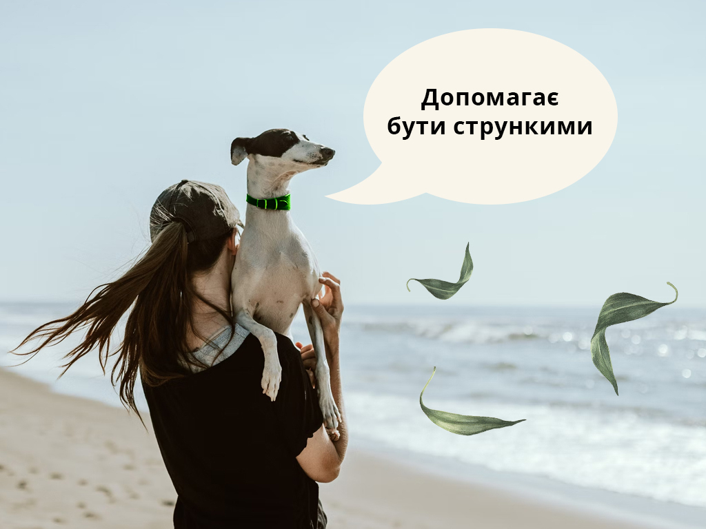 Чому матча така корисна? матча для похудения